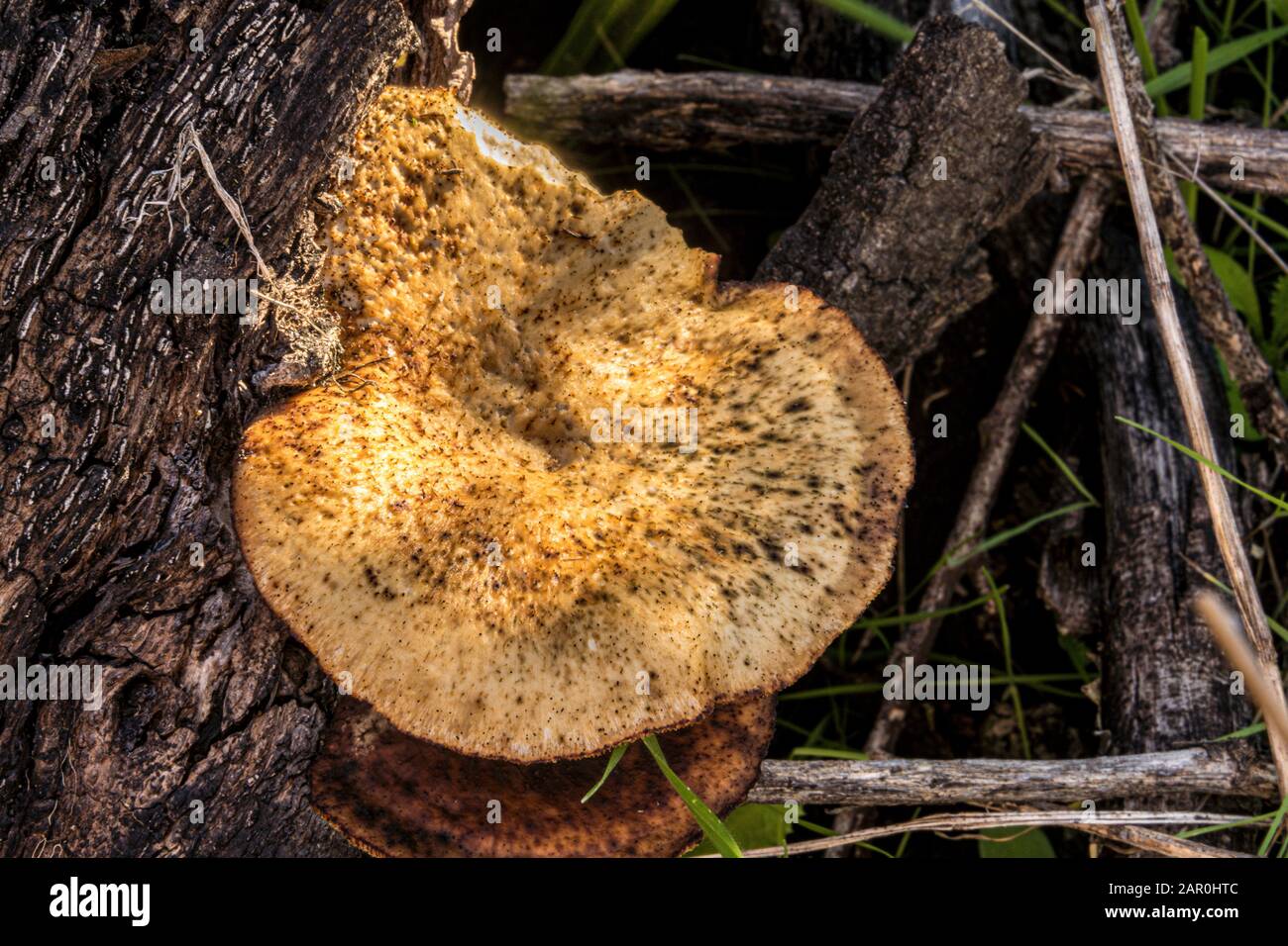 fungo di fungo che cresce su albero marcante Foto Stock