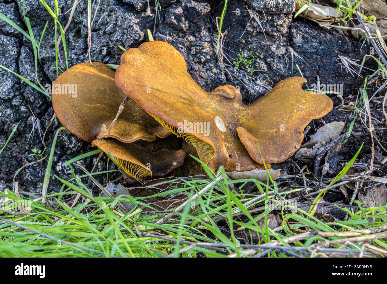 fungo di fungo che cresce su albero marcante Foto Stock