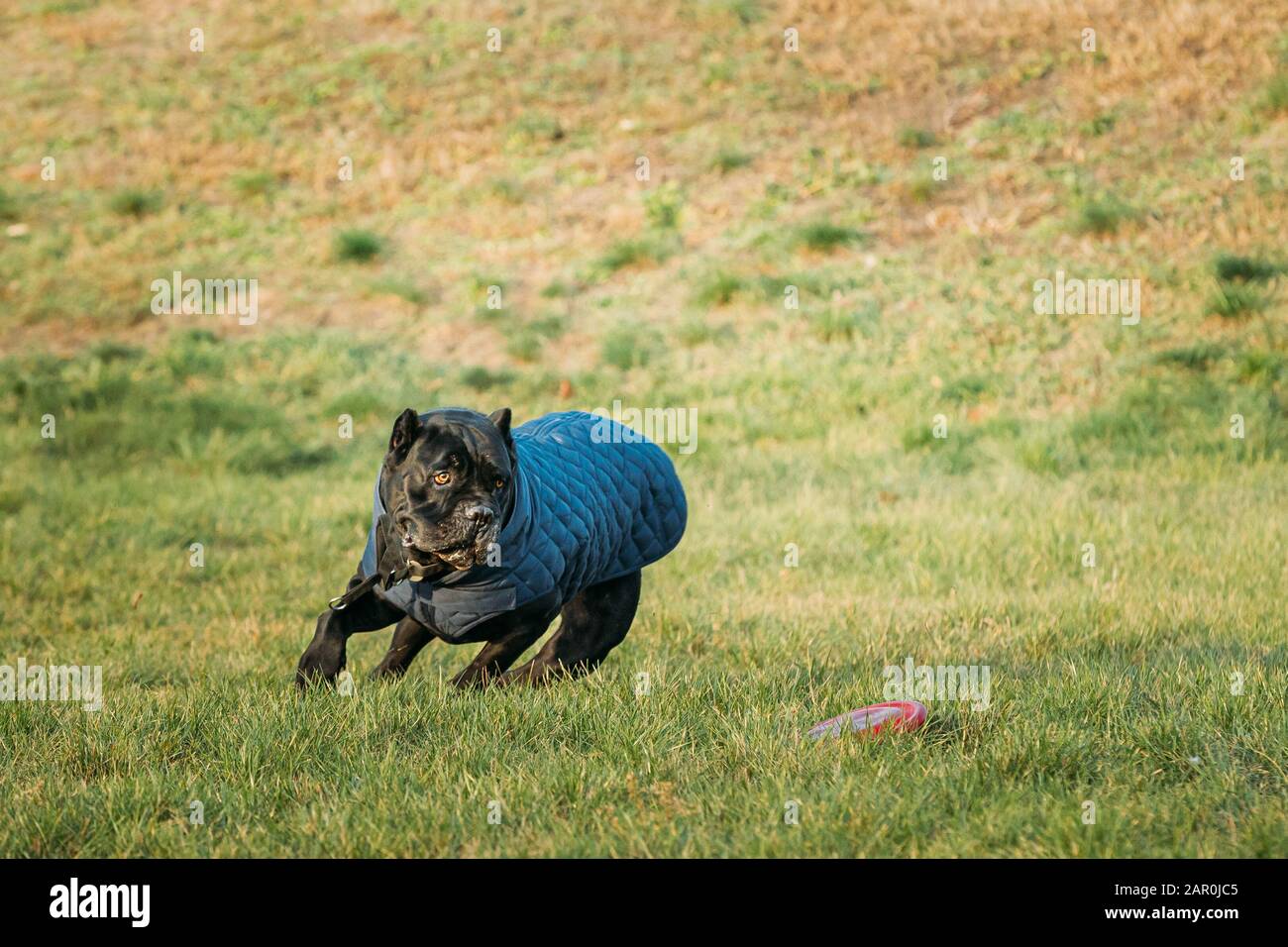 Active Black Cane Corso cane giocare in esecuzione con la piastra Toy all' aperto nel parco. Cane indossa in vestiti caldi. Grande cane razze. Foto Stock
