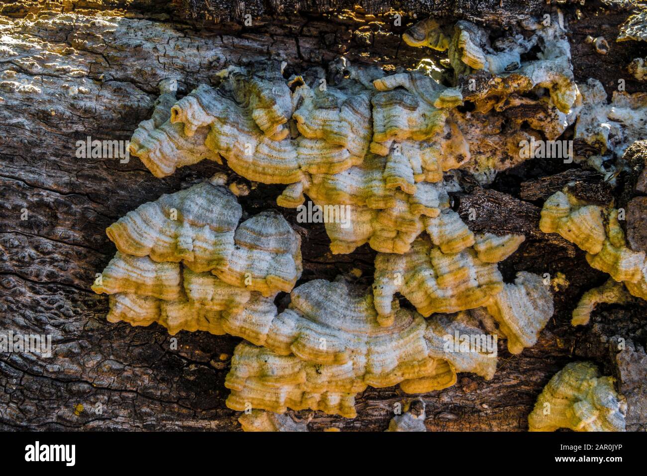 fungo di fungo che cresce su albero marcante Foto Stock