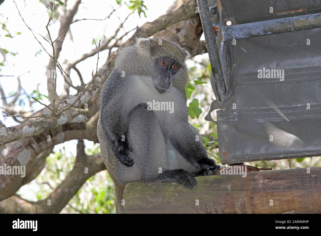 Babbuino d'oliva a Ponta Malongane, in Mozambico. Foto Stock