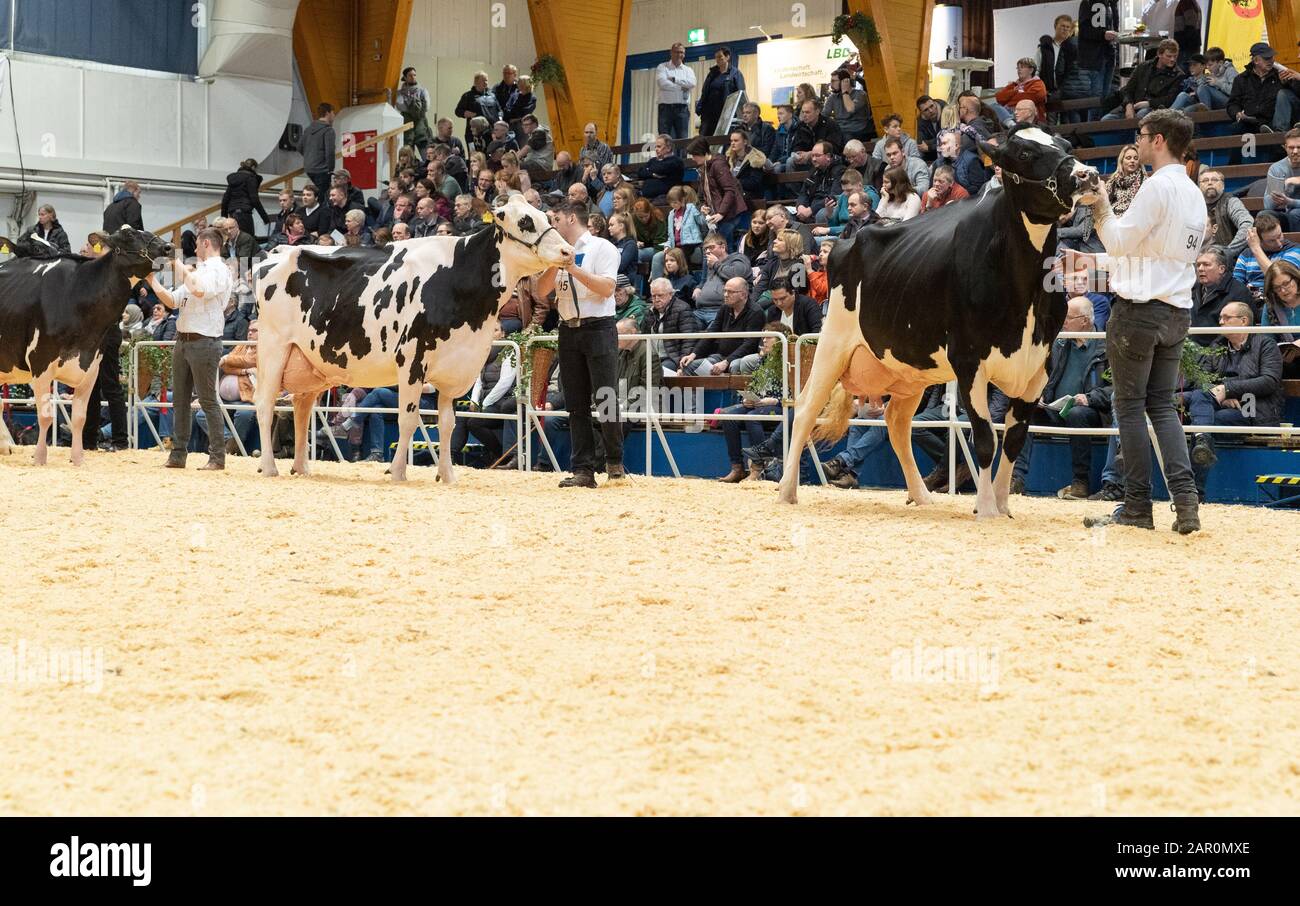 25 gennaio 2020, bassa Sassonia, Osnabrück: Le mucche sono guidate attraverso l'anello al 44th International Osnabrücker Schwarzbunt-Tage Animali sono selezionati in diverse classi al Holstein show. Foto: Friso Gentsch/Dpa Foto Stock