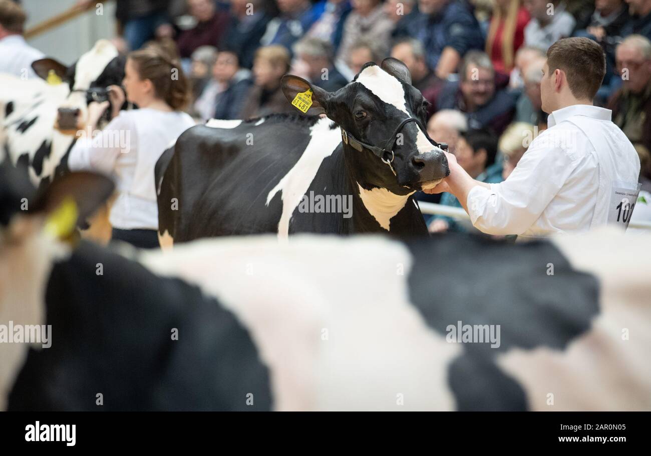 25 gennaio 2020, bassa Sassonia, Osnabrück: Le mucche sono guidate attraverso l'anello al 44th International Osnabrücker Schwarzbunt-Tage Animali sono selezionati in diverse classi al Holstein show. Foto: Friso Gentsch/Dpa Foto Stock