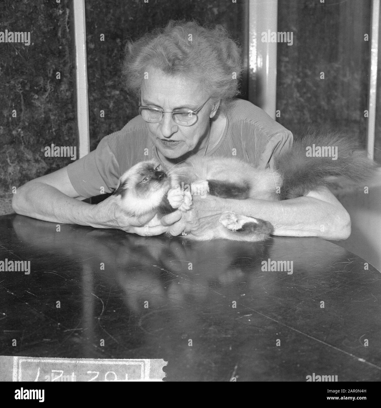 International Dutch Cat Exhibition (Holy Birmaan) Data: 22 Marzo 1964 Luogo: Rotterdam, South-Holland Parole Chiave: Cats Nome Istituto: Rivièrahal Foto Stock