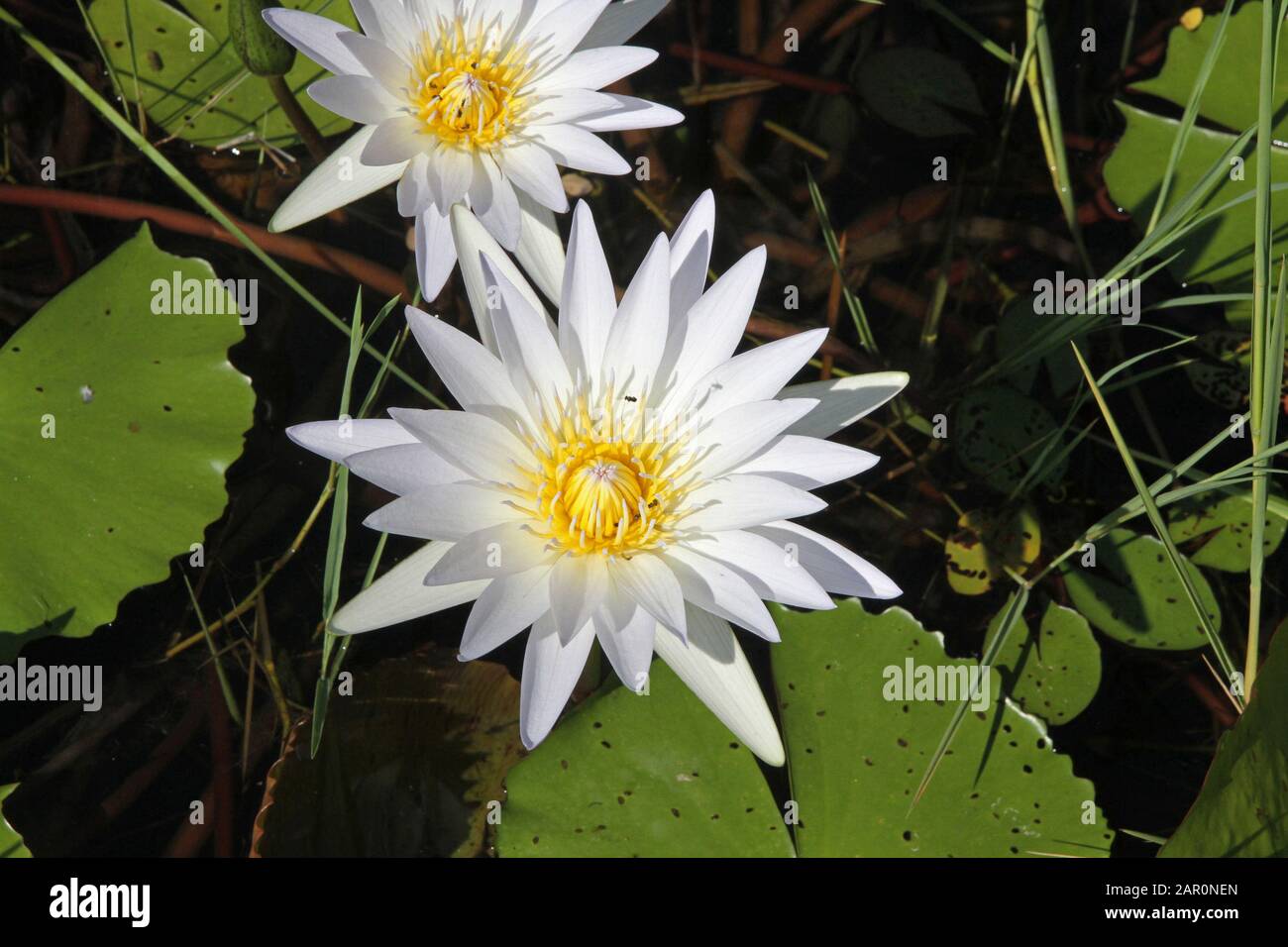 Fiori Di Giglio Di Loto/Acqua, Campo Di Skukuza, Parco Nazionale Kruger, Mpumalanga, Sudafrica. Foto Stock
