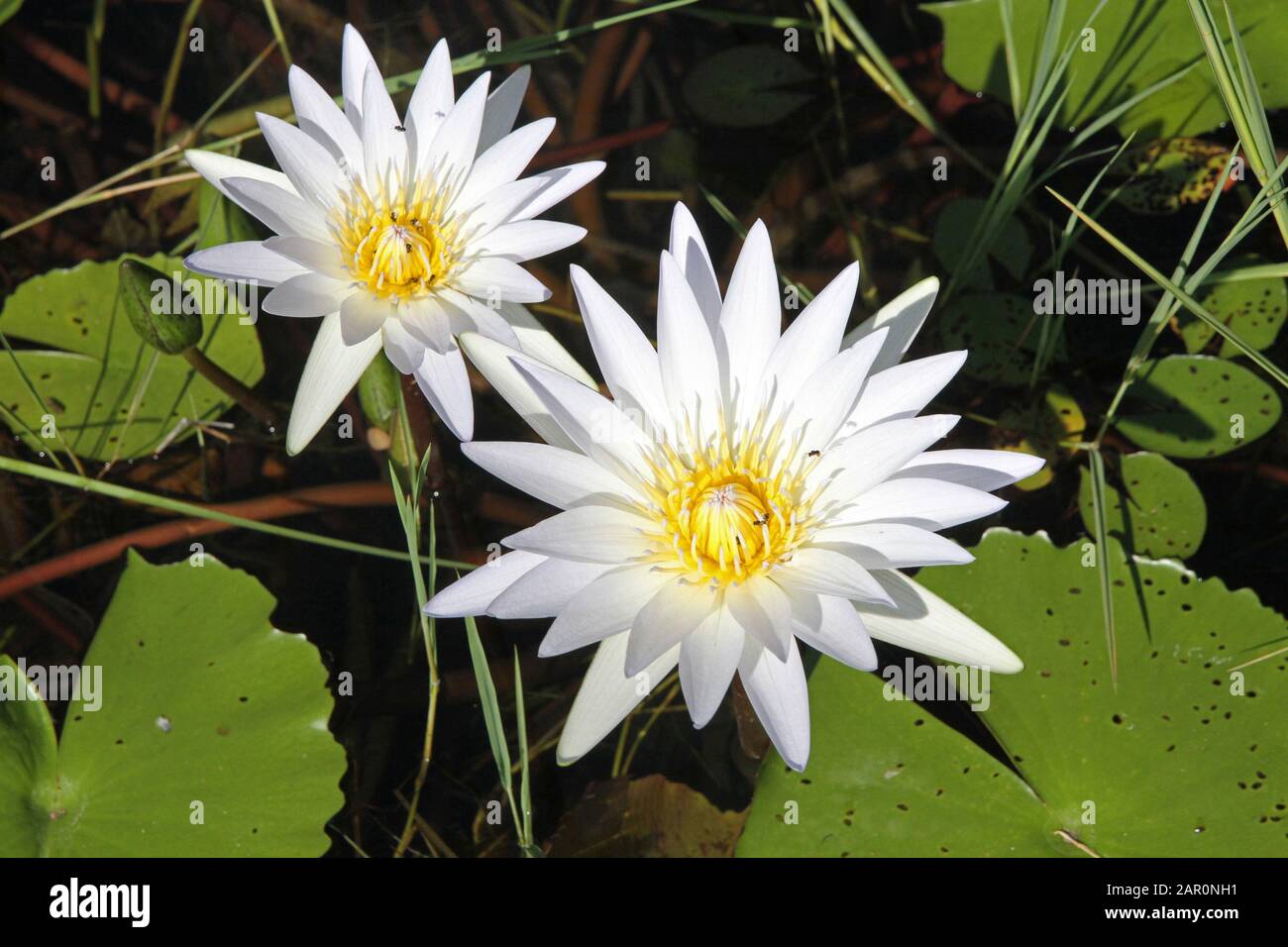 Fiori Di Giglio Di Loto/Acqua, Campo Di Skukuza, Parco Nazionale Kruger, Mpumalanga, Sudafrica. Foto Stock