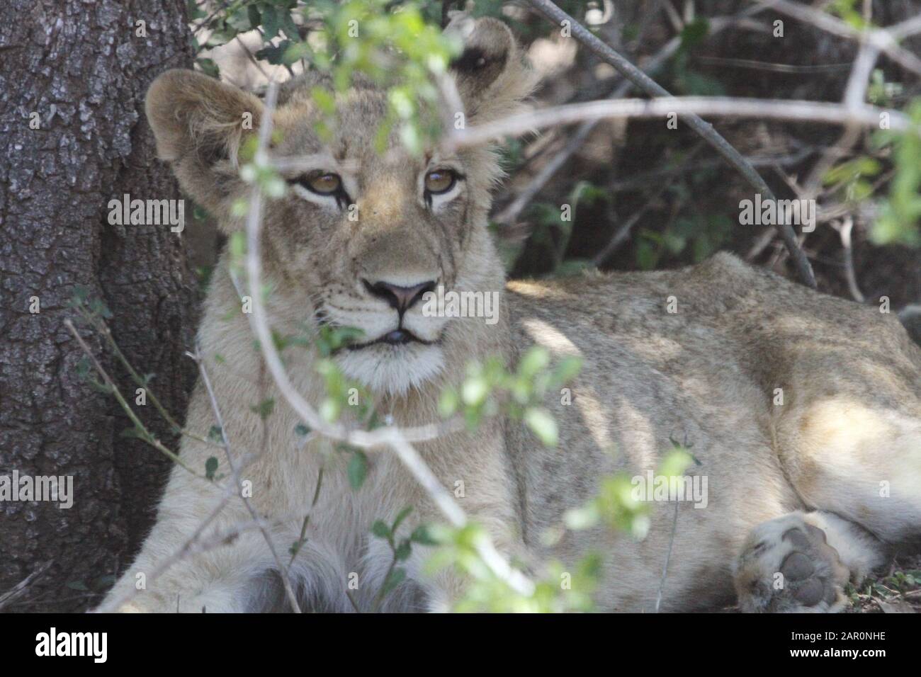 Giovane Lioness riposante all'ombra, Skukuza Camp, Kruger National Park, Mpumalanga, Sudafrica. Foto Stock