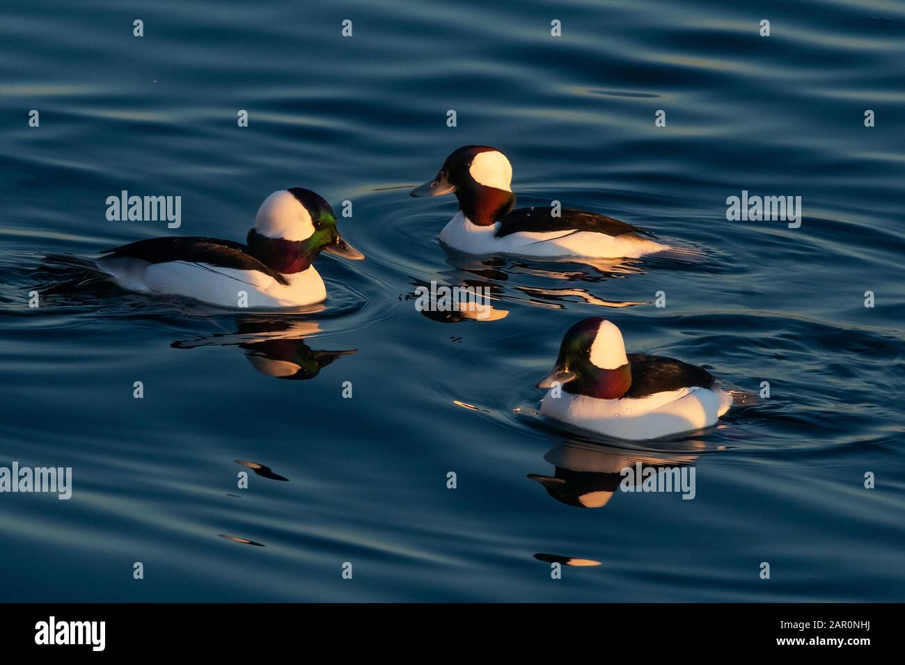 Drake bufflehead anatre nuotare nella baia di Sheepshead Foto Stock