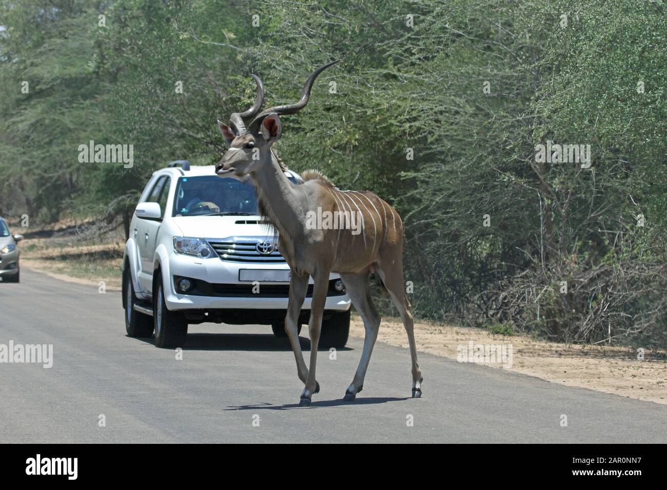 Toyota hilux e Kudu su strada nel Kruger National Park, Mpumalanga, Sudafrica. Foto Stock