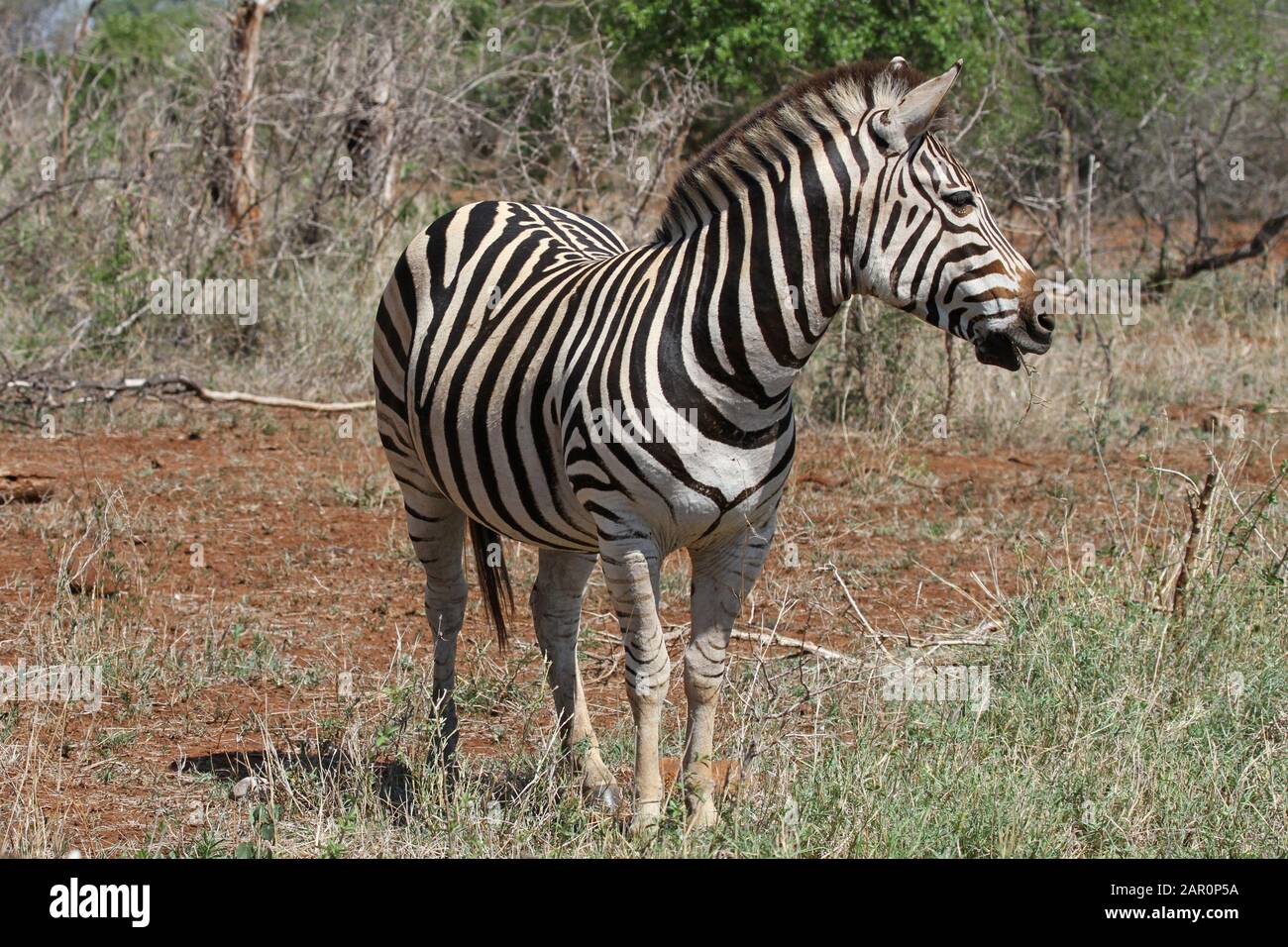 La zebra di Burchell in bushveld (Equus burchelli), il Parco Nazionale Kruger, Mpumalanga, Sudafrica. Foto Stock