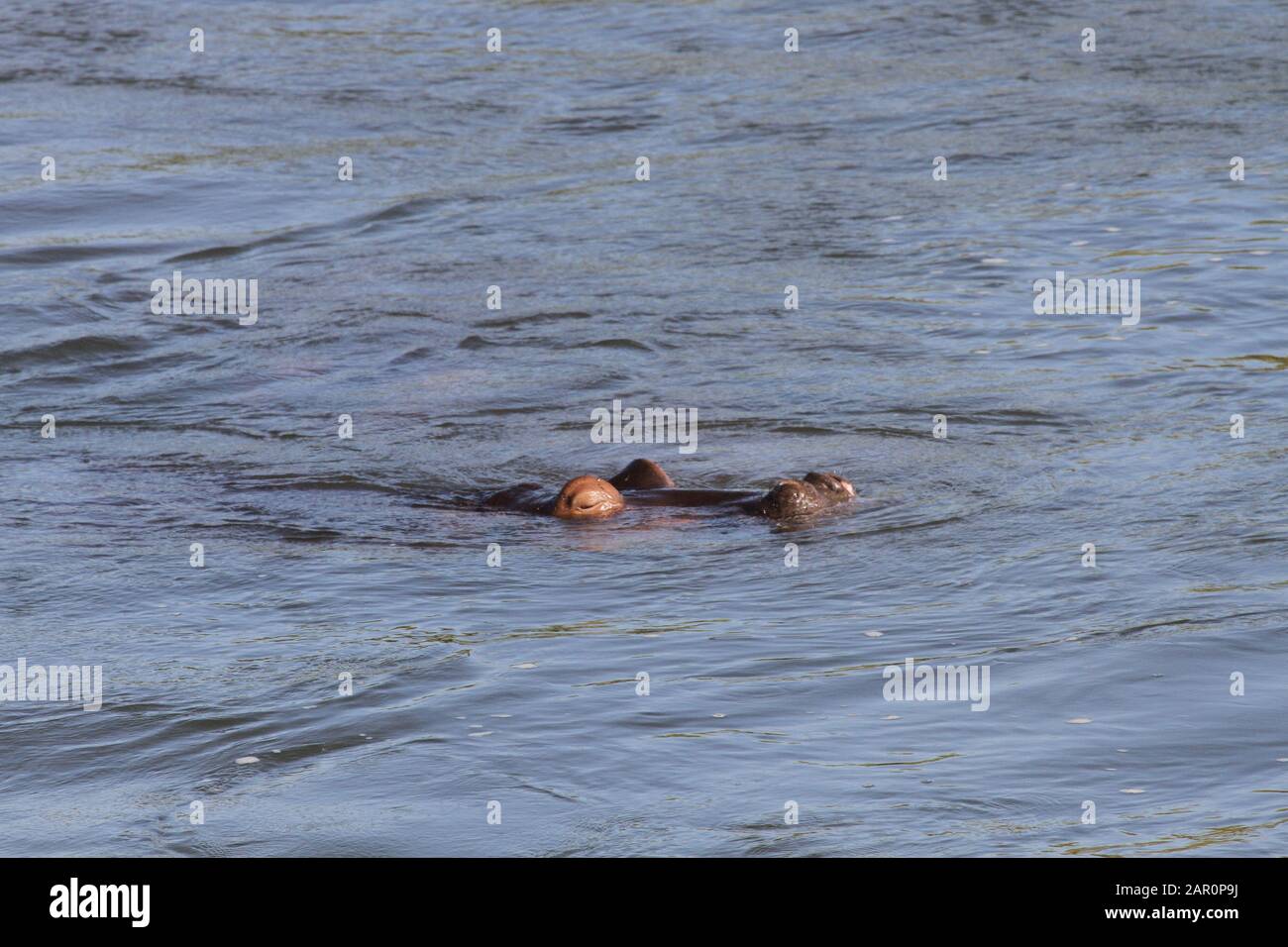 Hippo Nuoto In Acqua, (Hippotamus Anfibio), Kruger National Park, Mpumalanga, Sud Africa. Foto Stock
