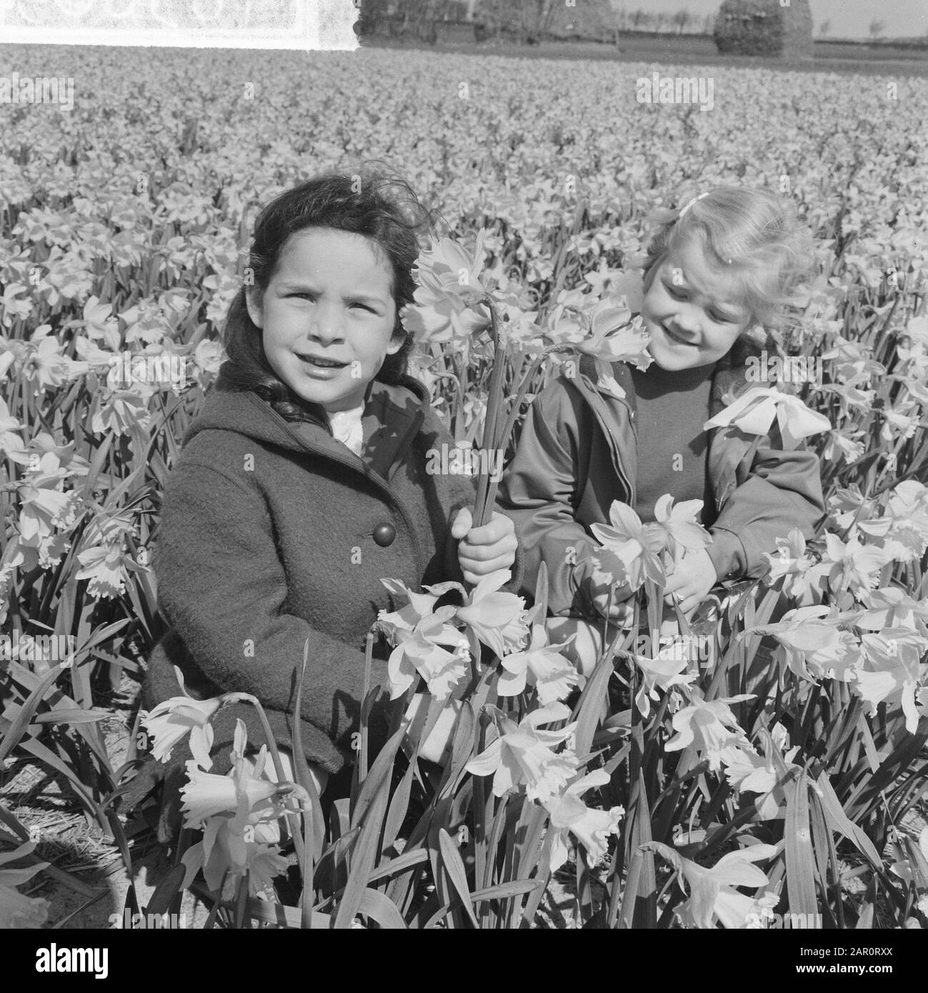Bambini di primavera in un campo di daffodil Data: 15 aprile 1964 Parole Chiave: Bambini, Nome Della Persona di primavera: Narcisi Foto Stock