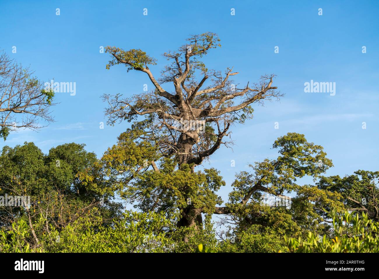Kapokbaum, Bintang, Gambia, Westafrika | Albero Di Kapok, Bintang, Gambia, Africa Occidentale, Foto Stock