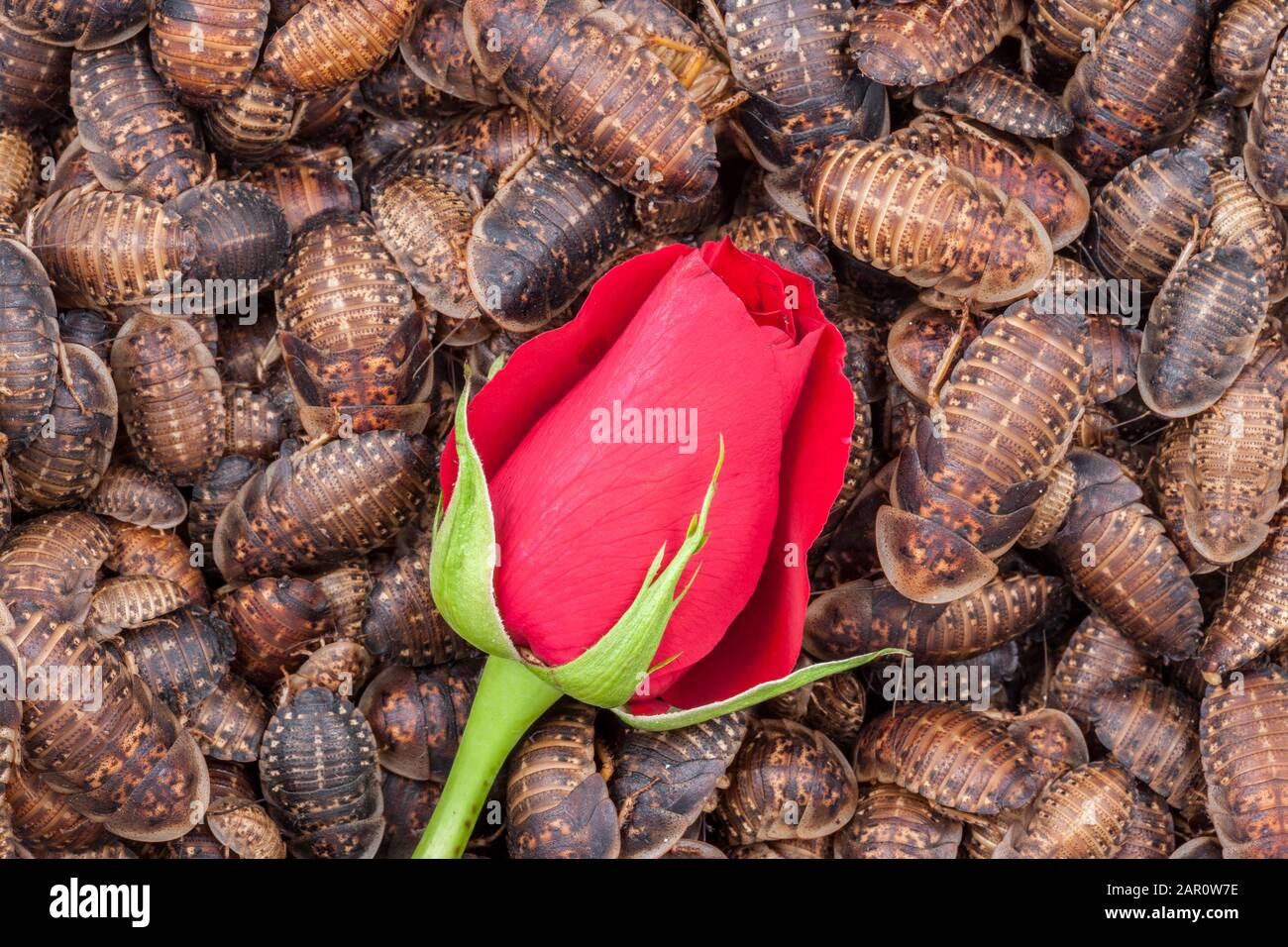 ROSA ROSSA singola circondata da scarafaggi a macchie arancioni (Blaptica dubia). Foto Stock