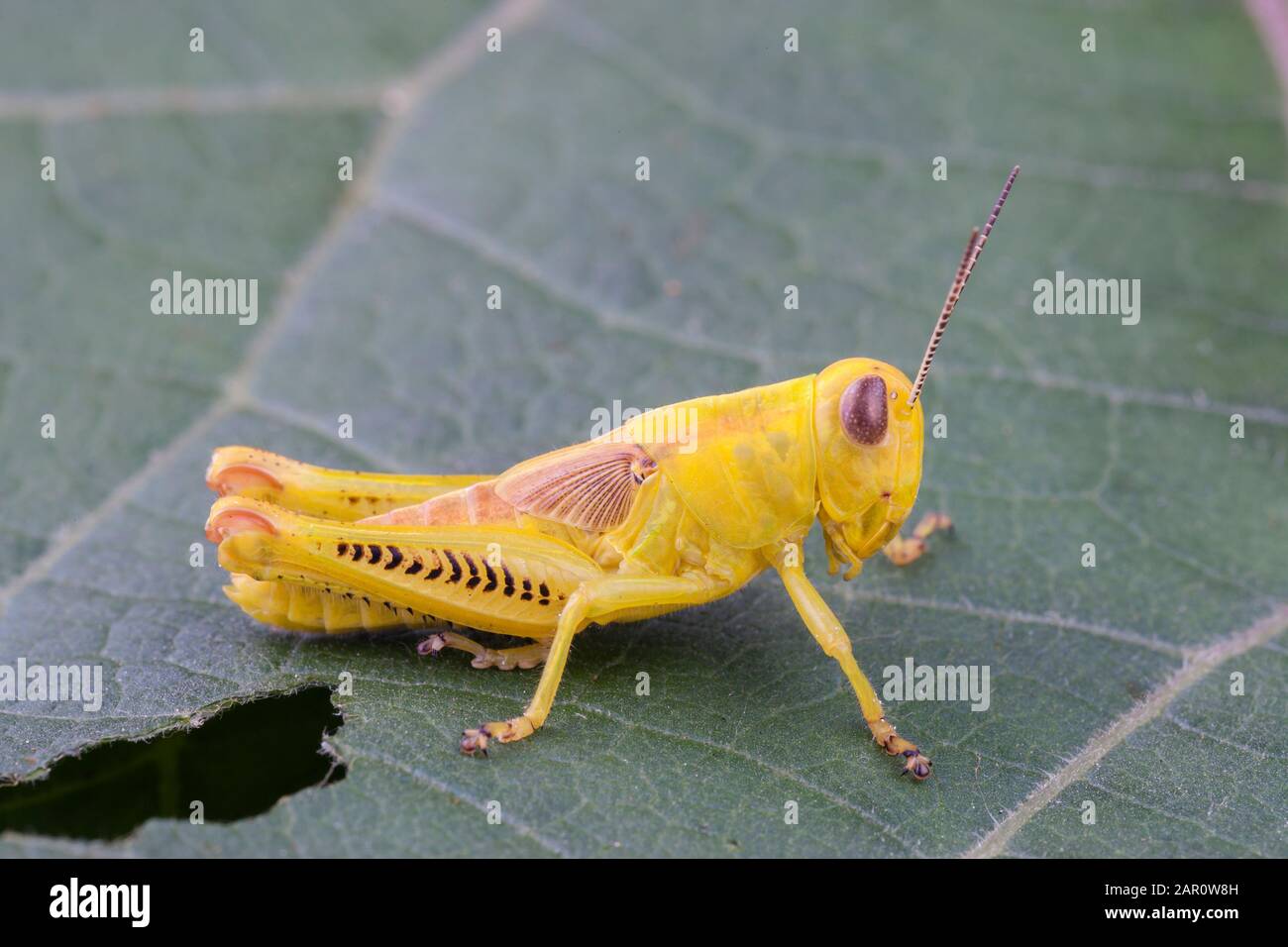 Grasshopper differenziale (Melanoplus differentalis) Raro tutti i giallo ninfa. Powells Valley, Dauphin County, Pennsylvania, Estate. Foto Stock