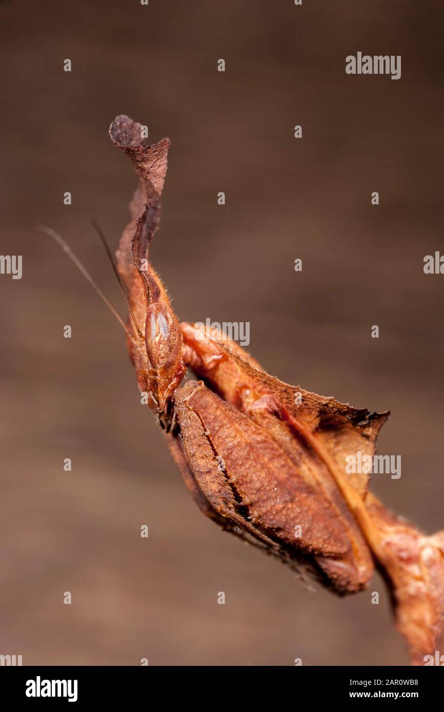 Fantasma Mantid (Phyllocrania paradoxa) questa specie è originaria dell'Africa ed è un'imimita superba foglia morta. Foto Stock