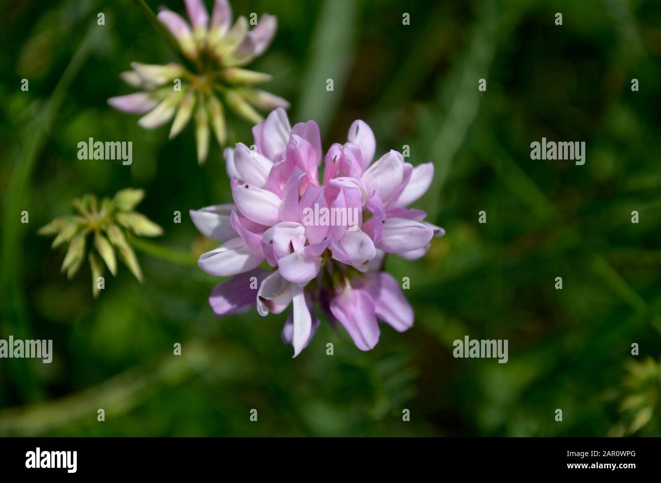 Rosa lilla campo fiore trifoglio nel campo nel pomeriggio. Foto Stock