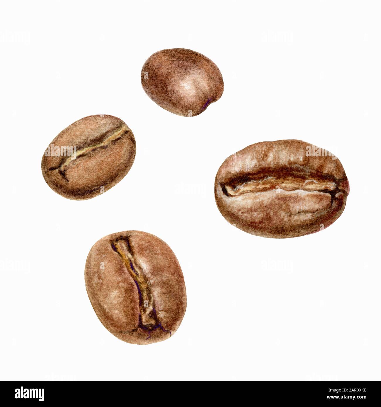 Il caffè beens acquerello isolato su sfondo bianco Foto Stock