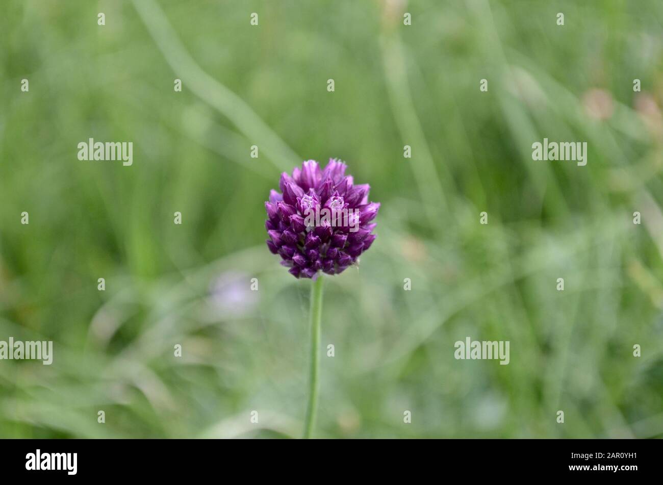 Un fiore di cipolle selvatiche nella steppa nel pomeriggio sullo sfondo dell'erba. Foto Stock