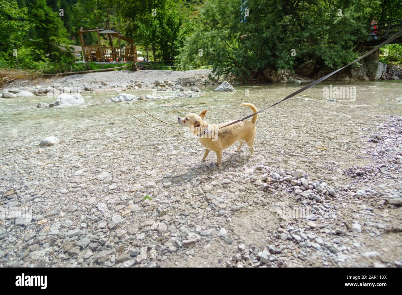 Chihuahua nel torrente di montagna durante le escursioni in Austria Foto Stock
