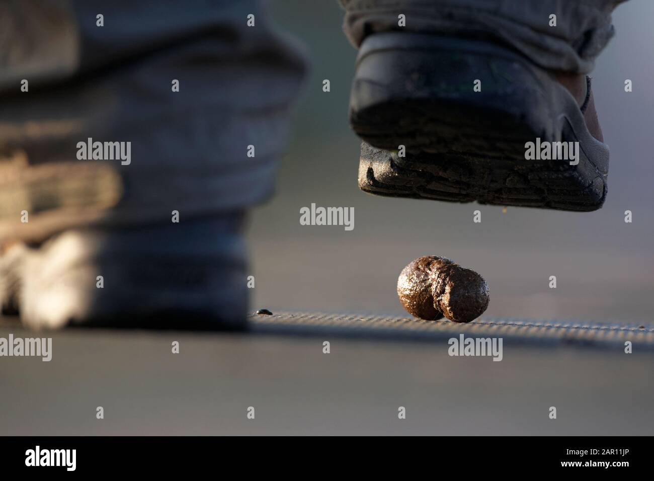 l'uomo sta per entrare nel poo del cane Foto Stock