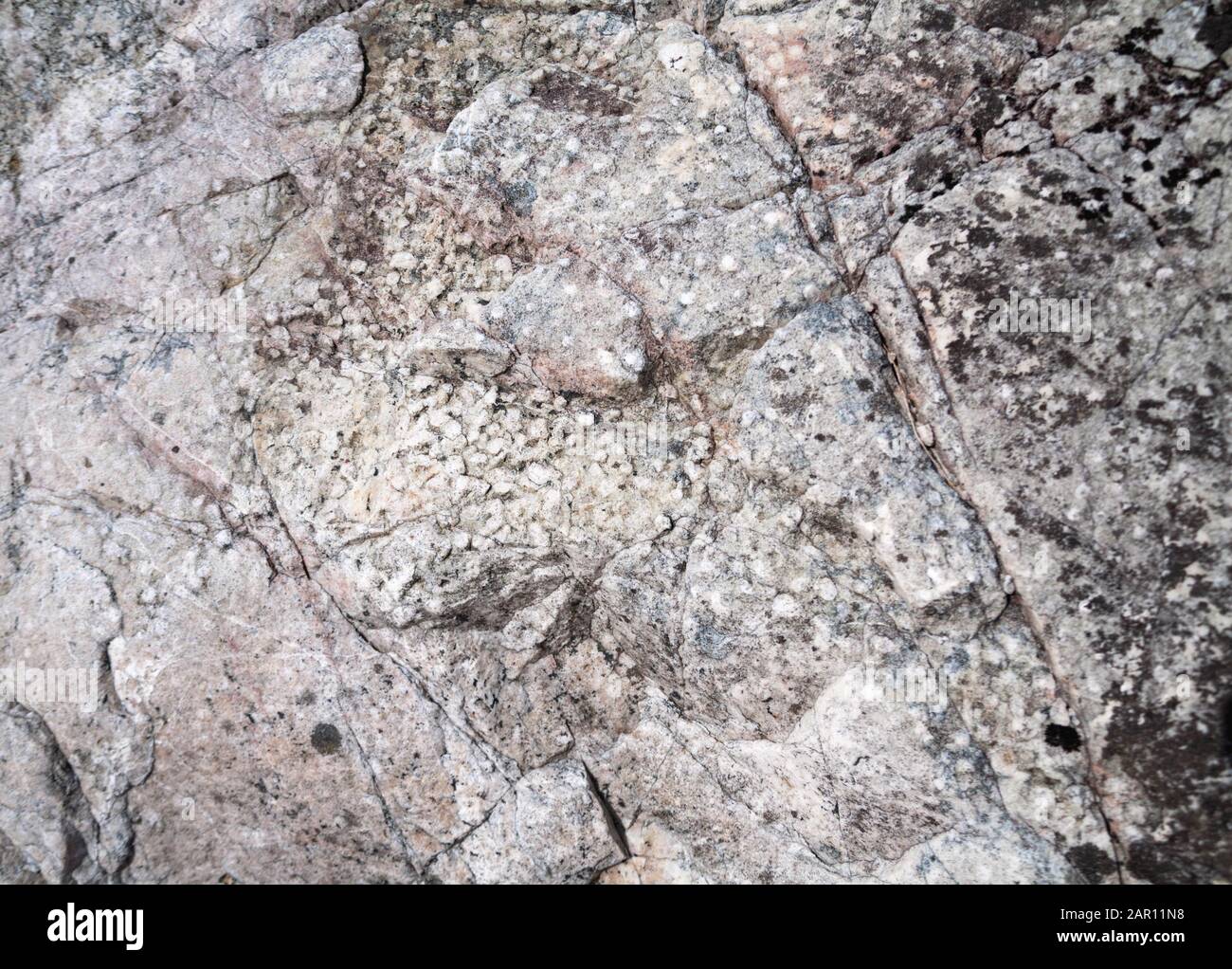 Verme fossilizzate in whisih Torridonian quarzite , tromba rock sul sentiero natura sopra Loch Maree , Beinn Eighe National Nature Reserve , Foto Stock