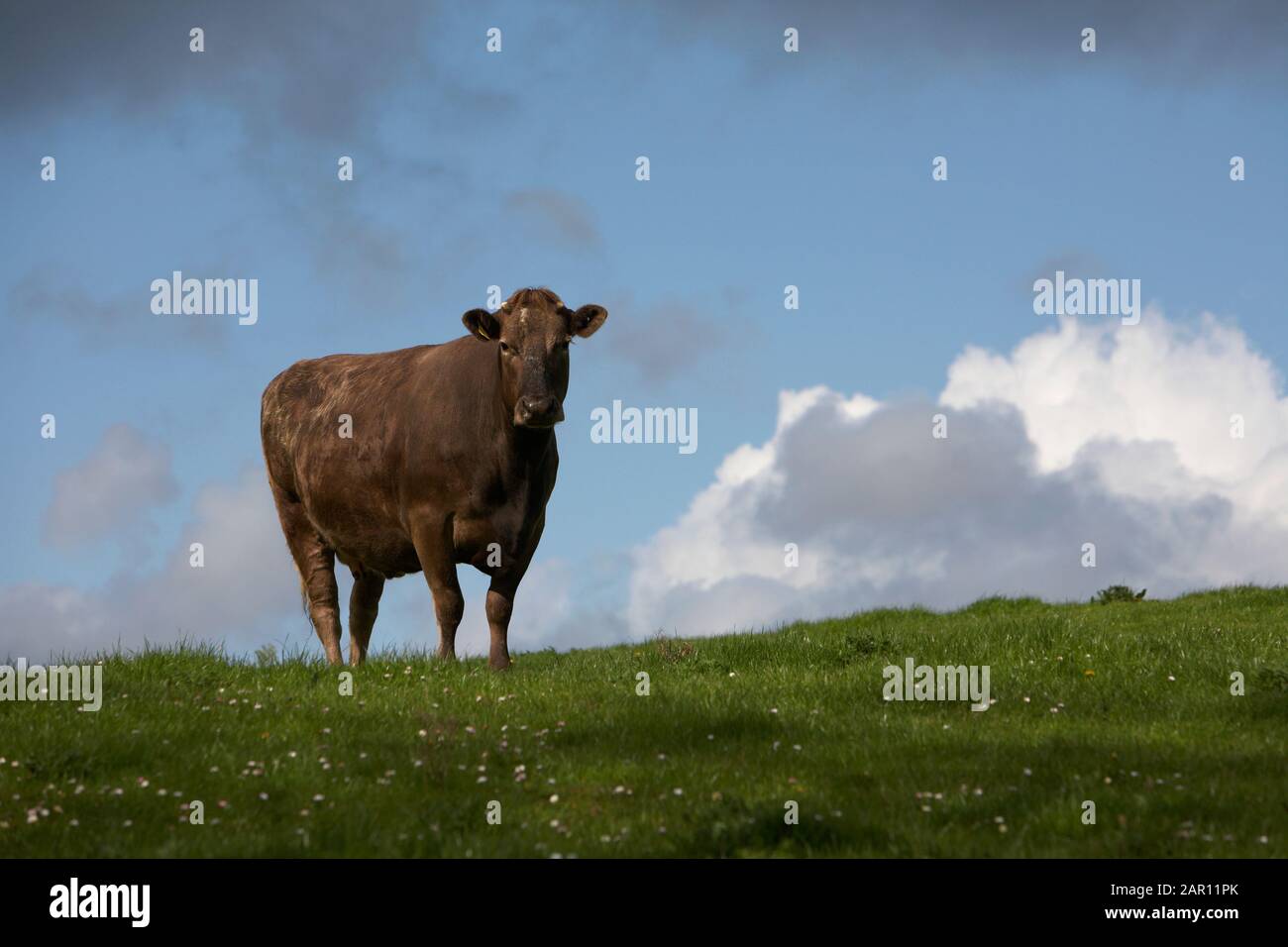 singola mucca bruna in piedi sulla cima di una collina con il cielo dietro il campo verde in irlanda Foto Stock