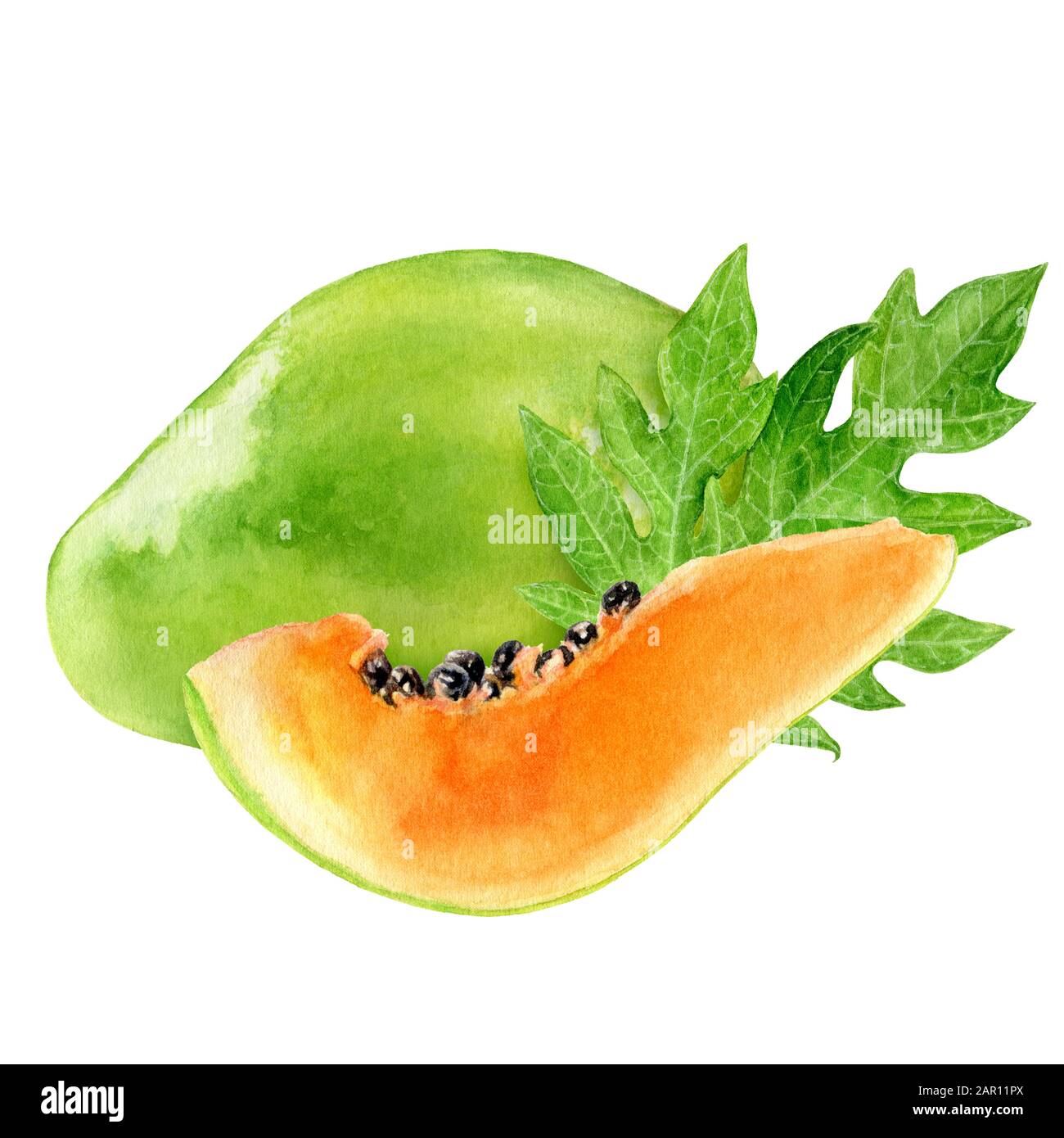 Illustrazione acquerello papaya isolata su sfondo bianco Foto Stock