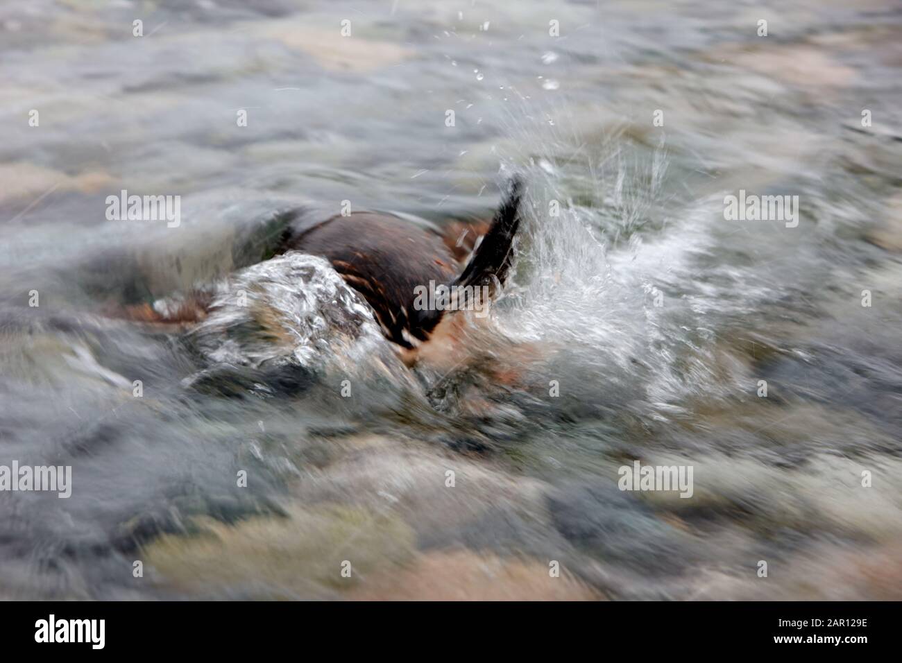 Pinguino Gentoo Pygoscelis papua tuffandosi in acqua creando un tuffo in Antartide Foto Stock