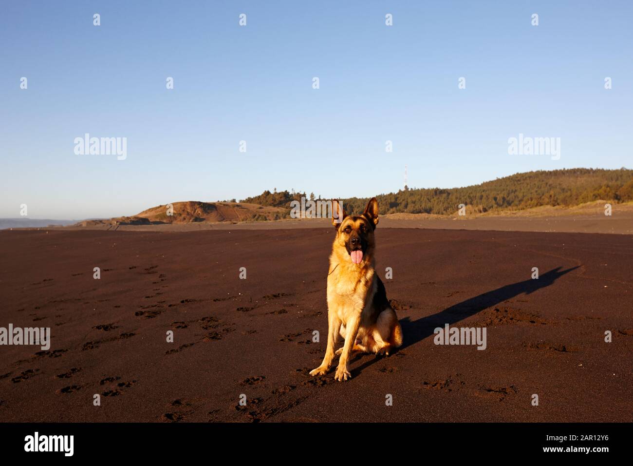 cane pastore tedesco seduto su una spiaggia di sabbia sul pacifico oceano los pellines cile Foto Stock