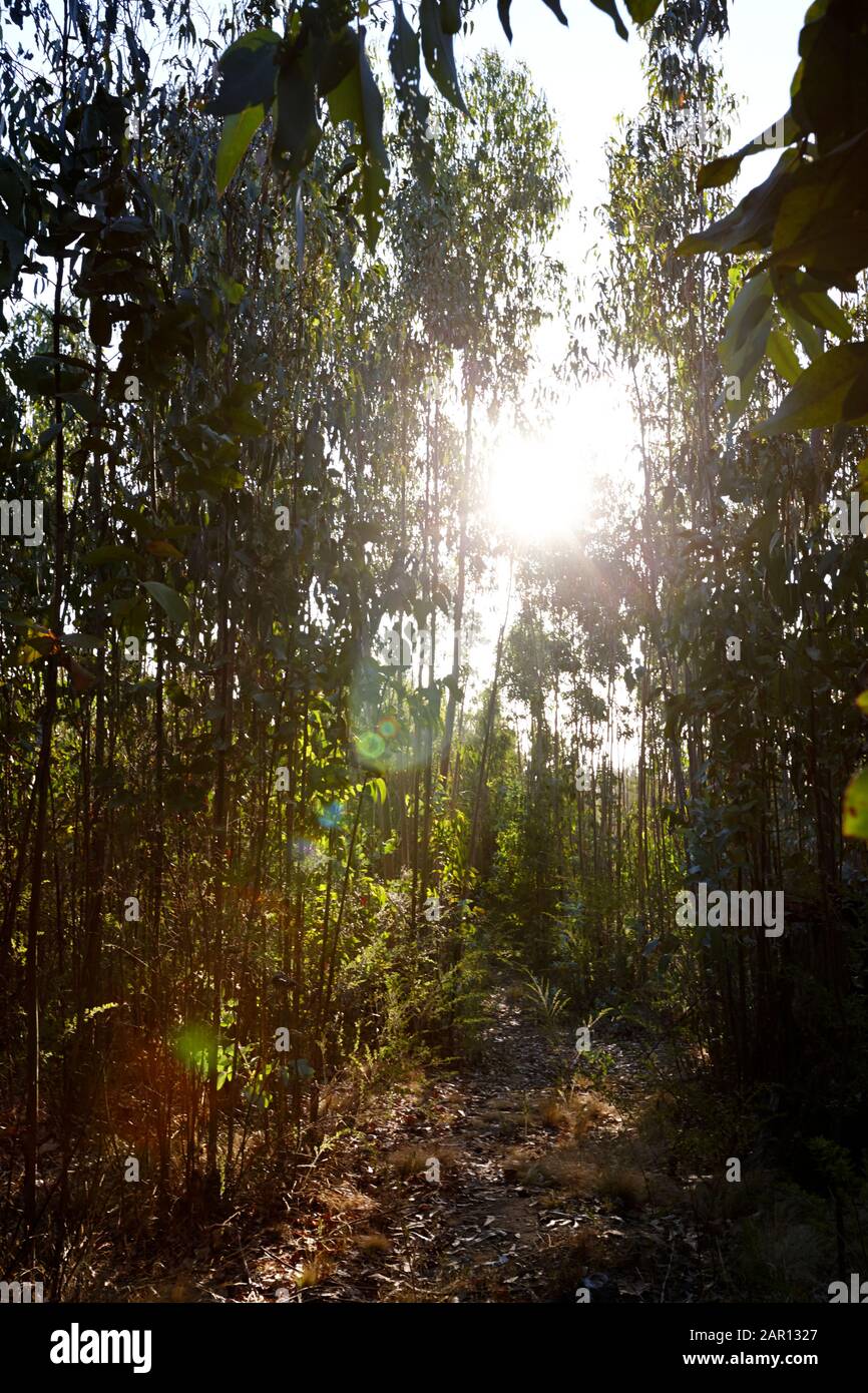 sole che si tramina attraverso foresta di eucaliptus los pellines maule cile Foto Stock
