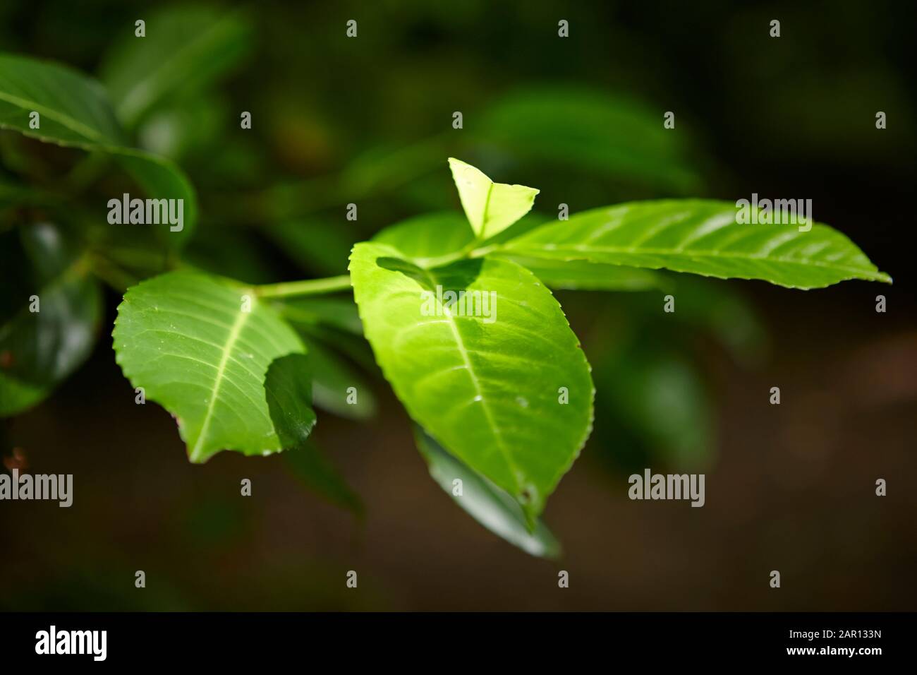 sole che splende attraverso gli alberi su una foglia verde in una foresta Foto Stock