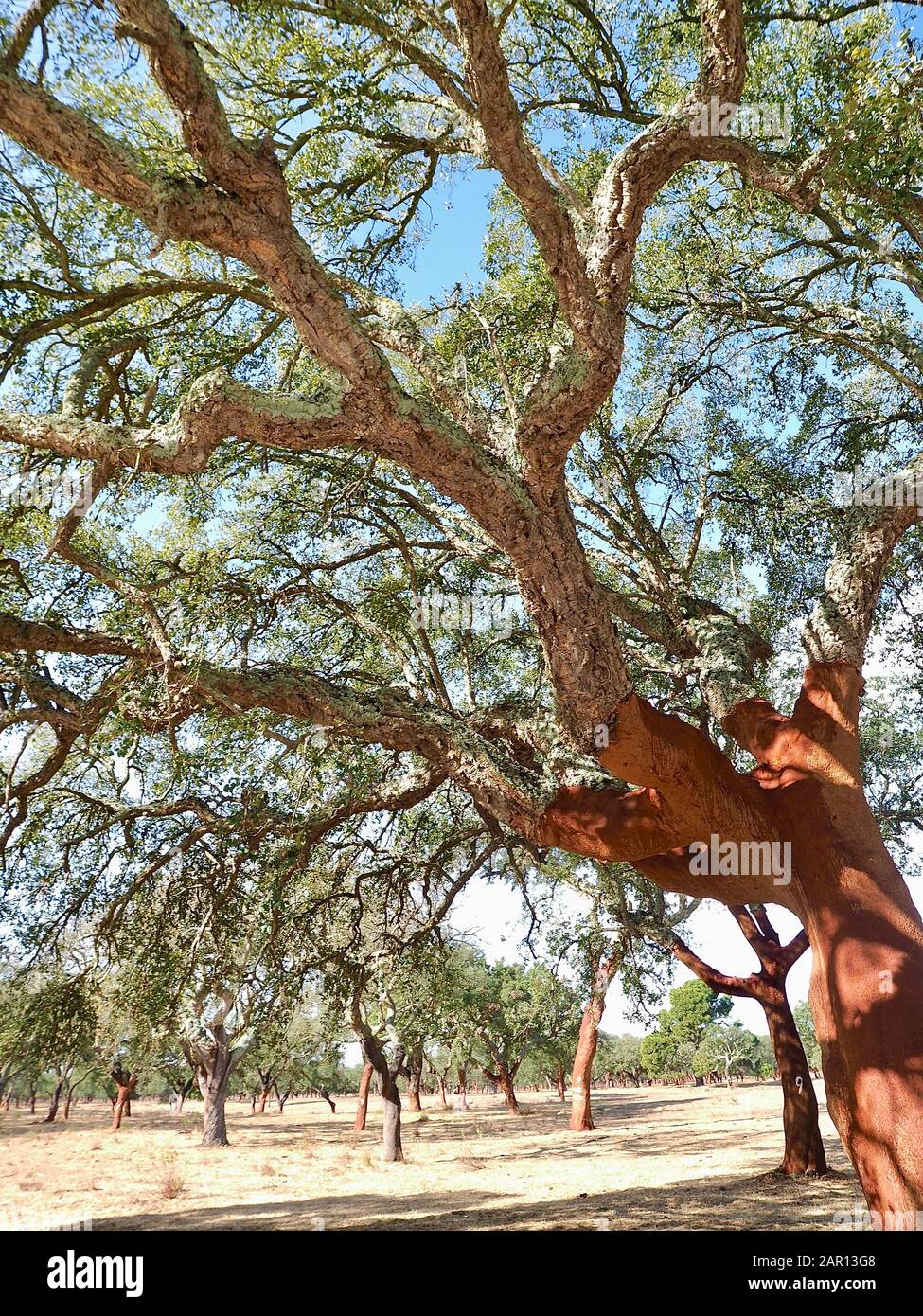 Bella quercia di sughero in una foresta di querce di sughero nella regione Alentejo del Portogallo Foto Stock