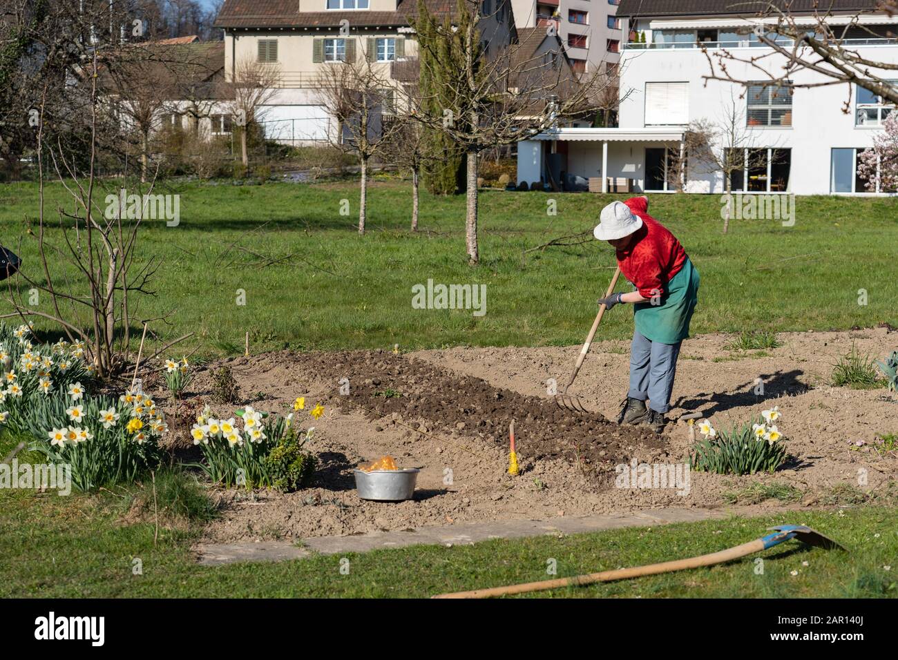 Donna giardiniere con camicia rossa, cappello bianco e grembiule verde lavorando sodo con rastrello in terreno fresco e narcisi bianca in primavera. Mettere le cipolle Foto Stock