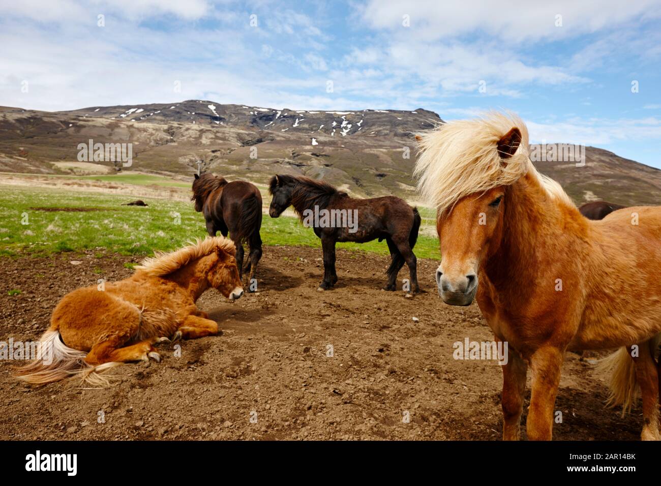 cavalli islandesi con mane complete sud islanda Foto Stock
