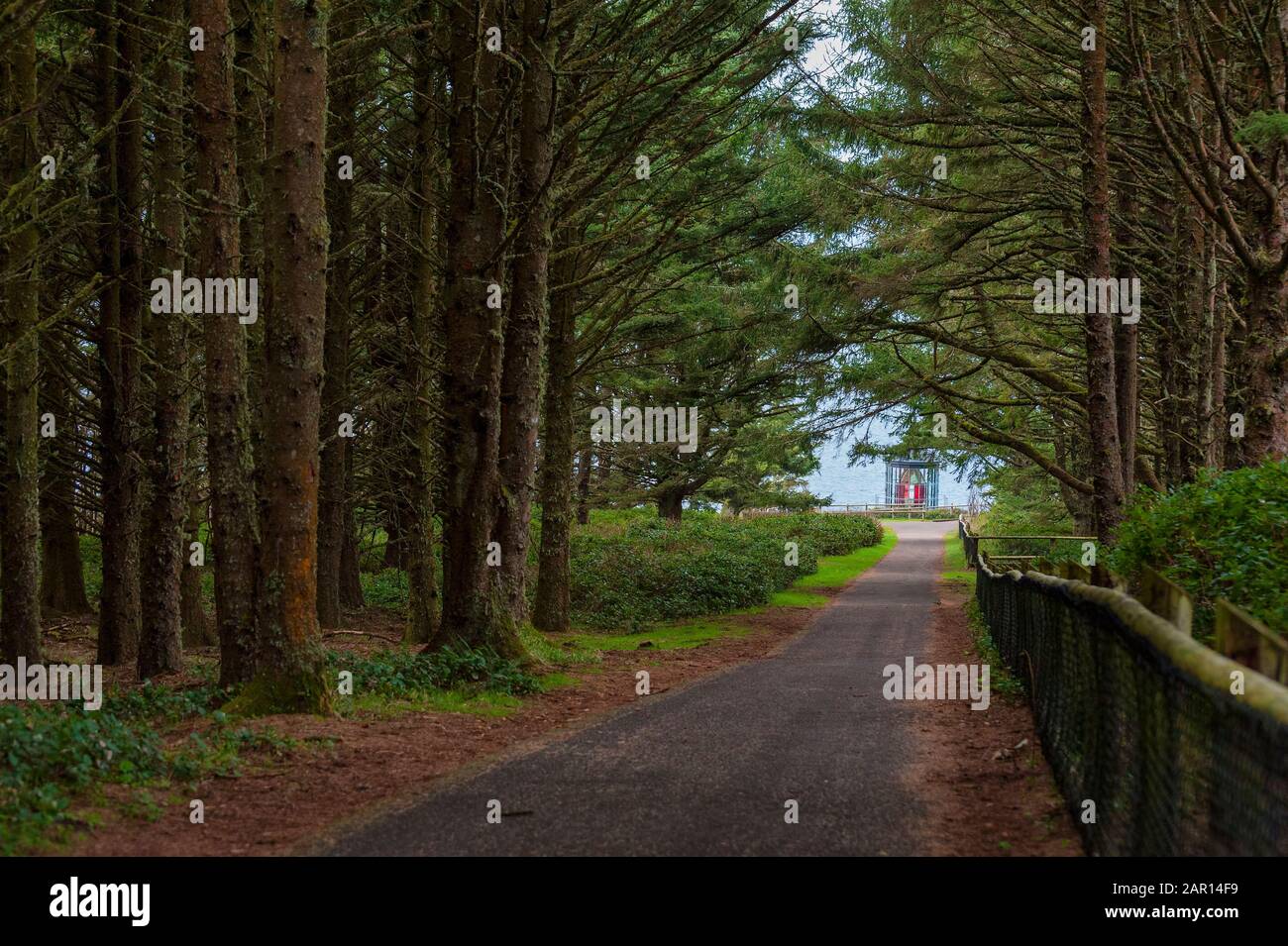 Cape Meares faro acceso nel 1890 sulla Northern Oregon Coast vicino Netarts, Oregon. Il faro e la grande luce può essere visto alla fine dell'albero li Foto Stock