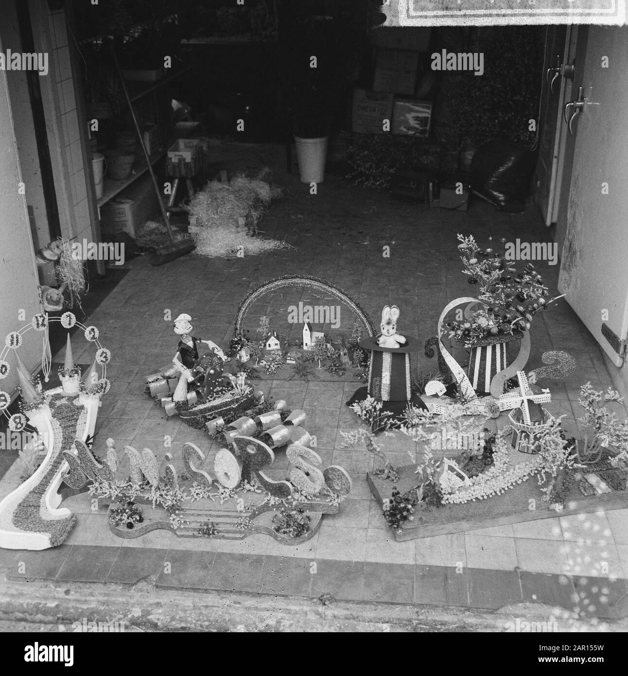 Minicordo di Gooijer da Aalsmeer sul Lineaus Data: 26 febbraio 1965 luogo: Aalsmeer, Noord-Holland Parole Chiave: Corso's. Foto Stock Minicordo di Gooijer da Aalsmeer sul Lineaus Data: 26 febbraio 1965 luogo: Aalsmeer, Noord-Holland Parole Chiave: Corso's. Foto Stock