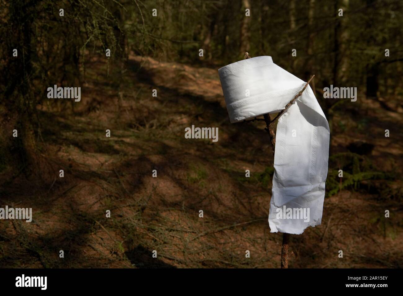 carta igienica in rotolo su un bastone in una foresta nel regno unito Foto Stock