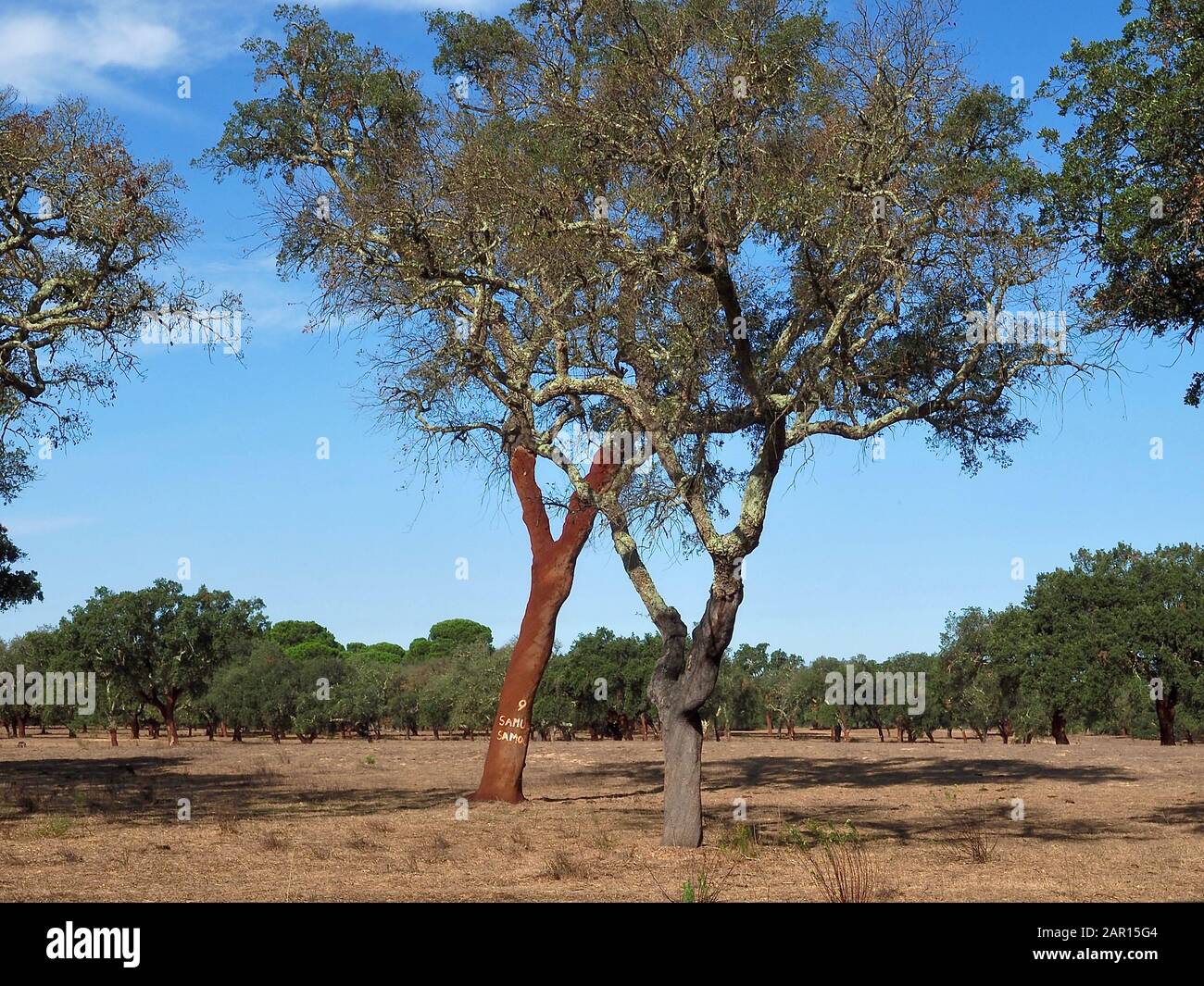 Bella quercia di sughero in una foresta di querce di sughero nella regione Alentejo del Portogallo Foto Stock