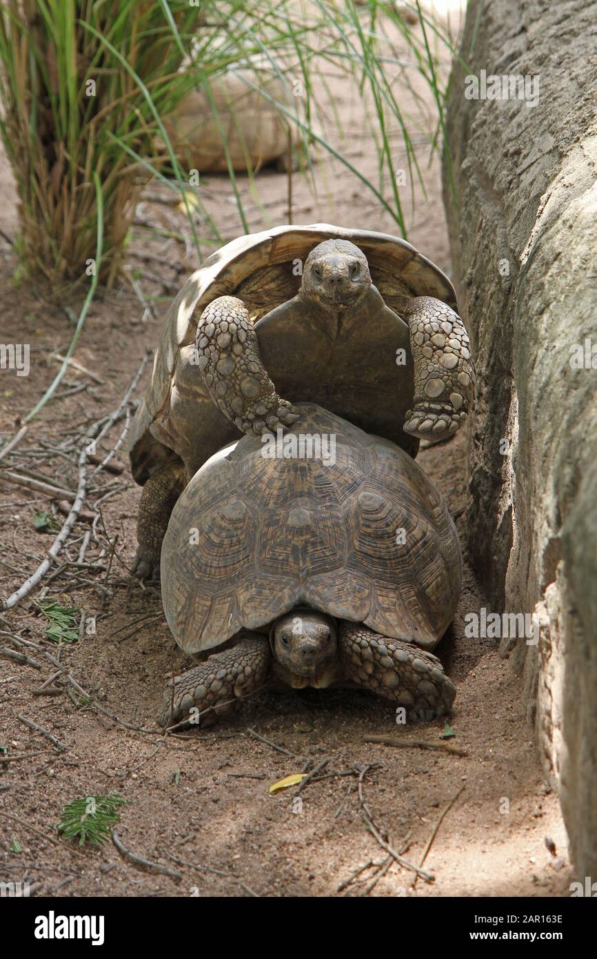 Tartarughe di montagna si accoppiano al Perry's Bridge Reptile Park, Mpumalanga, Sudafrica. Foto Stock
