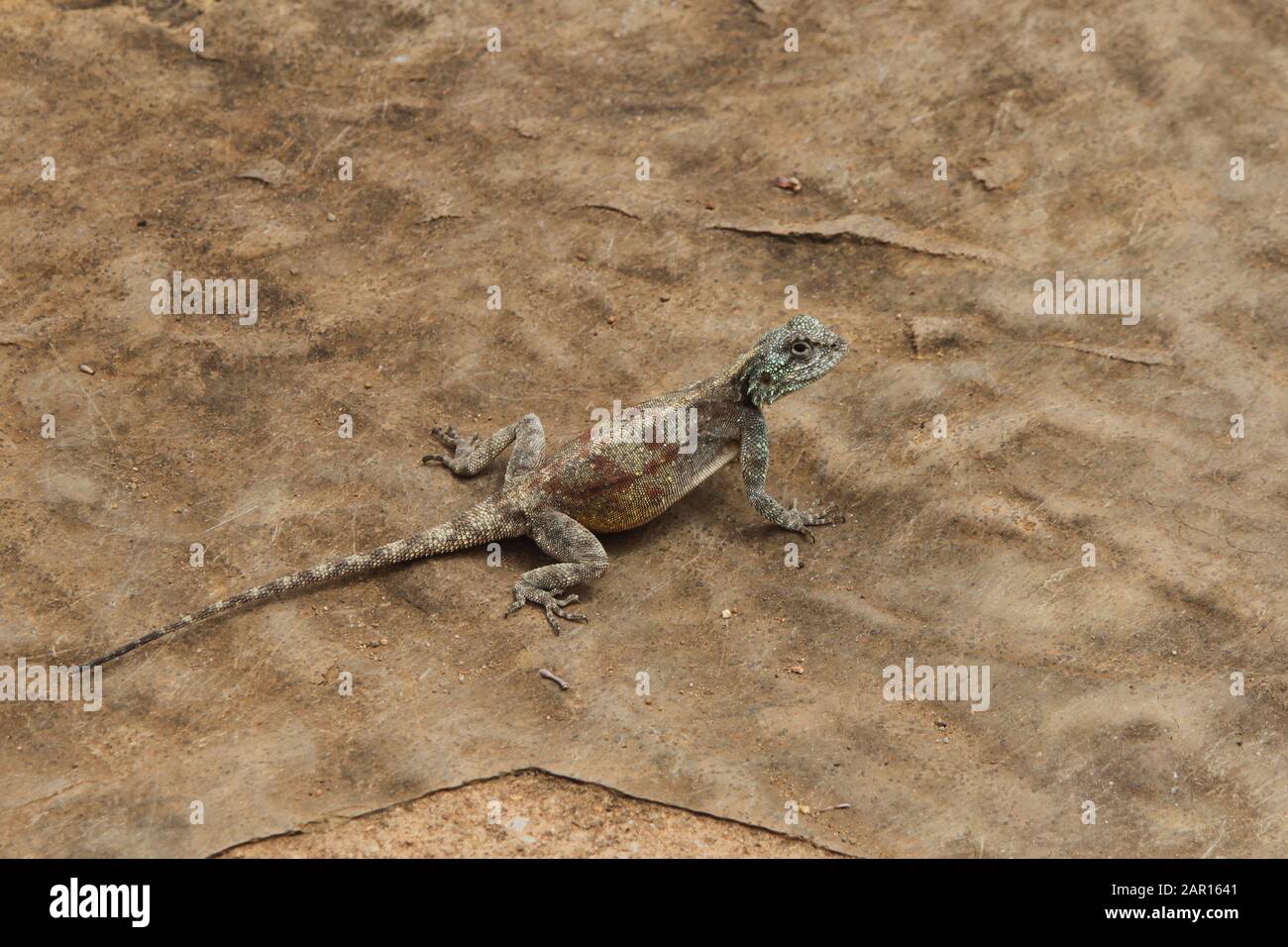 Lucertola, Burke'S Luck Potholes, Graskop Blyde River Lodge, Moremela, Mpumalanga, Sudafrica. Foto Stock
