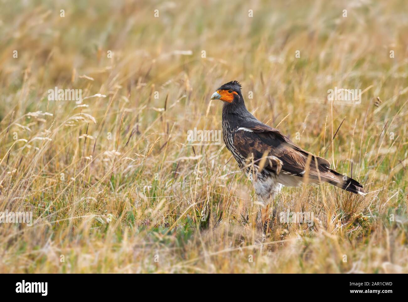 Carunculated Caracara - Phalcoboenus carunculatus, bello uccello iconico della preda dalle montagne andine, Antisana, Ecuador. Foto Stock