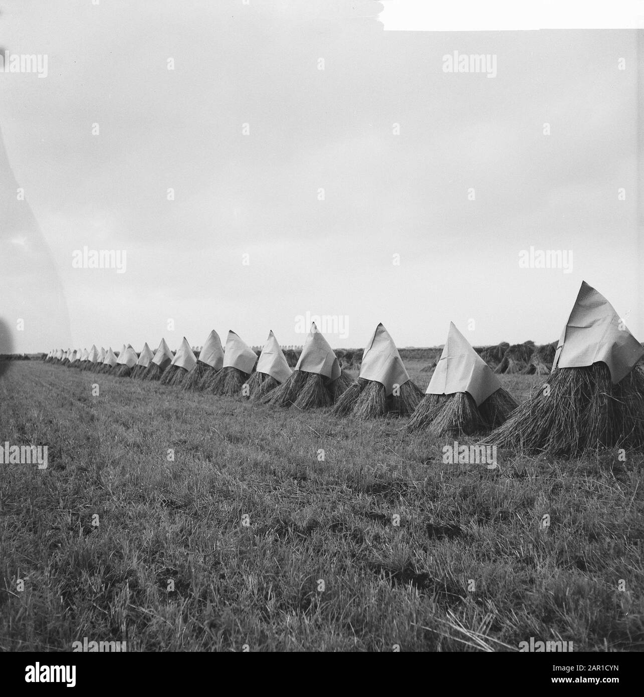 Wheatsheaves con cappello, contro la pioggia Data: 15 settembre 1965 Parole Chiave: Cornsheaves Foto Stock