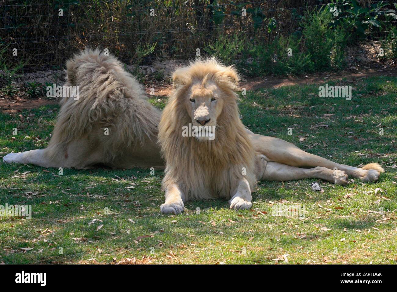 Due Leoni Bianchi Adulti Che Si Posano Sull Erba Il Lion Safari Park Gauteng Sudafrica Foto Stock Alamy