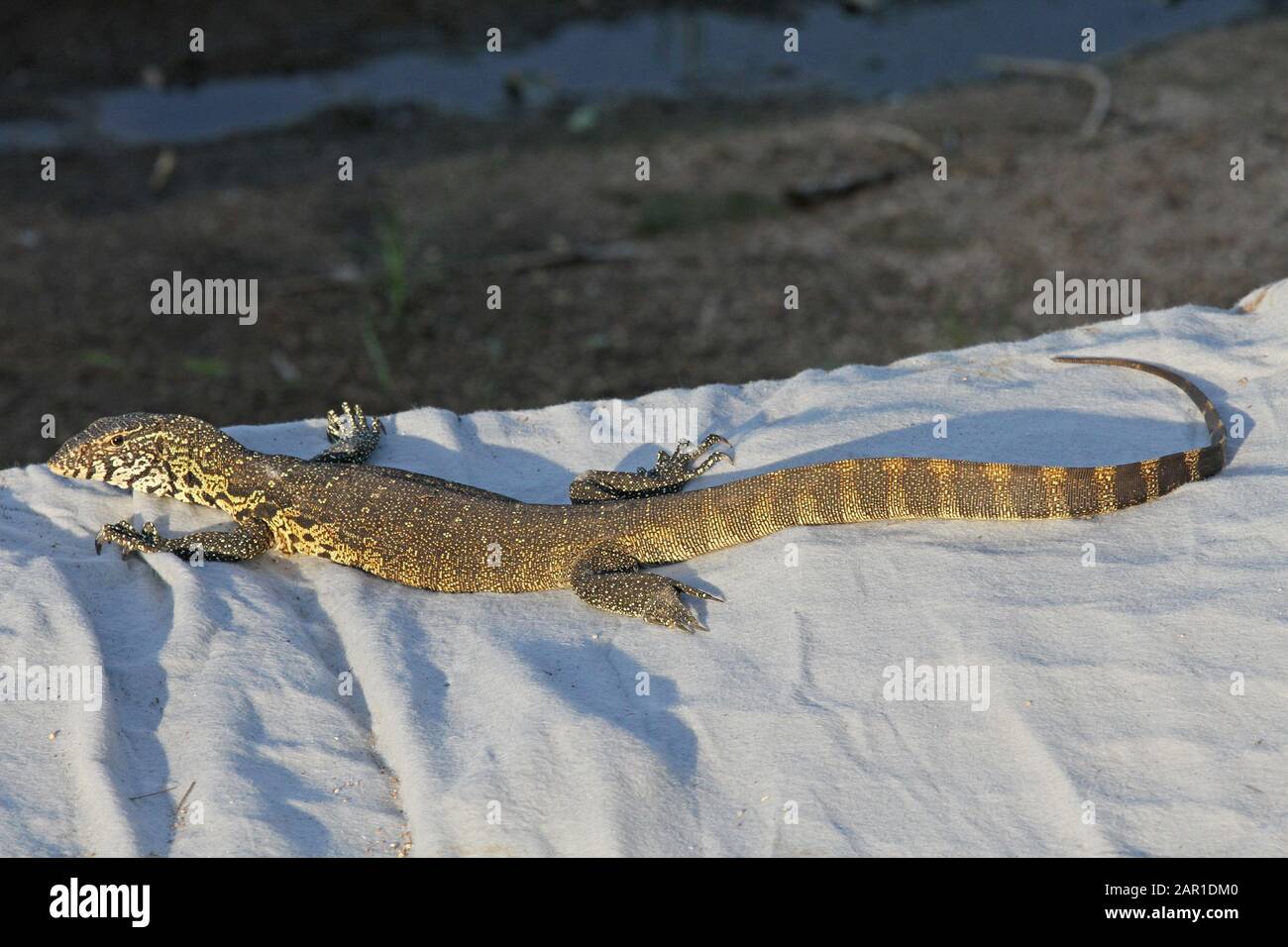Water Monitor, Kruger National Park, Mpumalanga, Sudafrica. Foto Stock