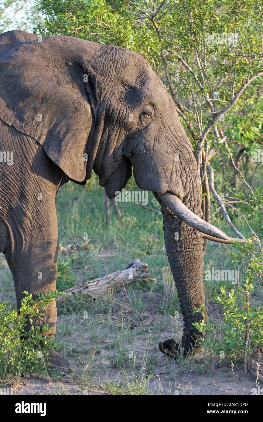 Elefante Africano Nel Kruger National Park, Mpumalanga, Sudafrica. Foto Stock