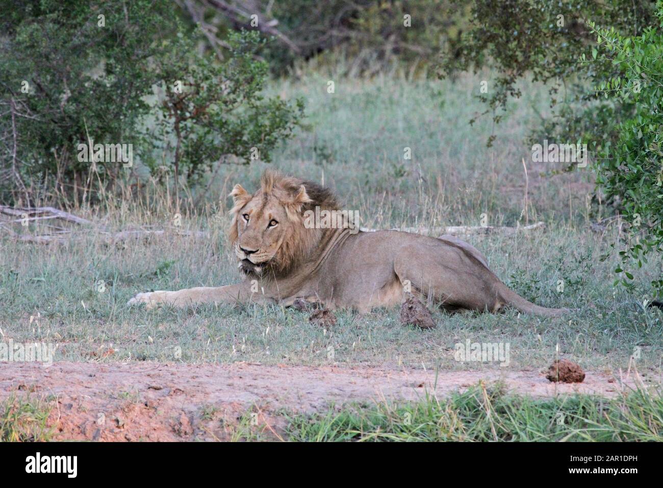 Leone Al Kruger National Park, Mpumalanga, Sudafrica. Foto Stock