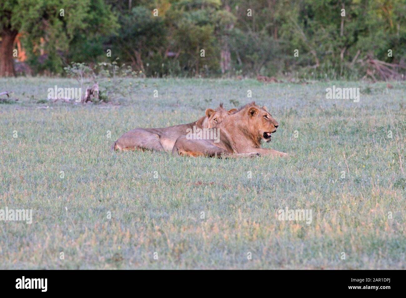 Leone Al Kruger National Park, Mpumalanga, Sudafrica. Foto Stock