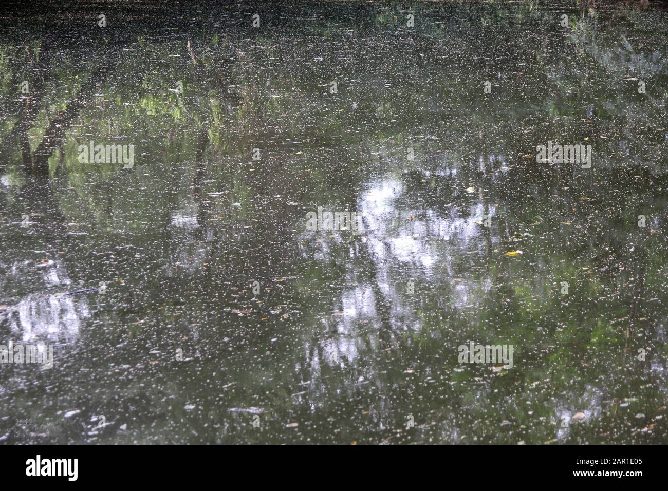 Pond Water Reflection At Sanbonani Resort, Hotel & Spa, Hazyview, Sabie River, Kruger National Park, Mpumalanga, Sudafrica. Foto Stock