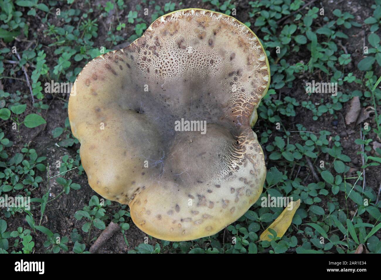 Funghi Giganti Al Sanbonani Resort, Hotel & Spa, Hazyview, Fiume Sabie, Parco Nazionale Kruger, Mpumalanga, Sud Africa. Foto Stock